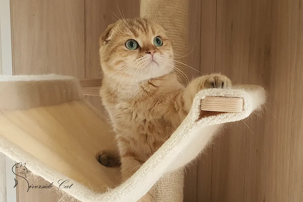 Skót lógófülű macska - Chocolate Golden Shaded színnel