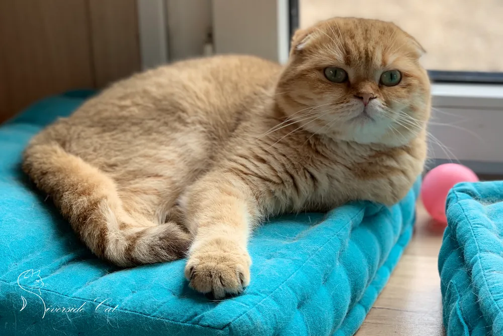 Skót lógófülű macska - Chocolate Golden Shaded színnel