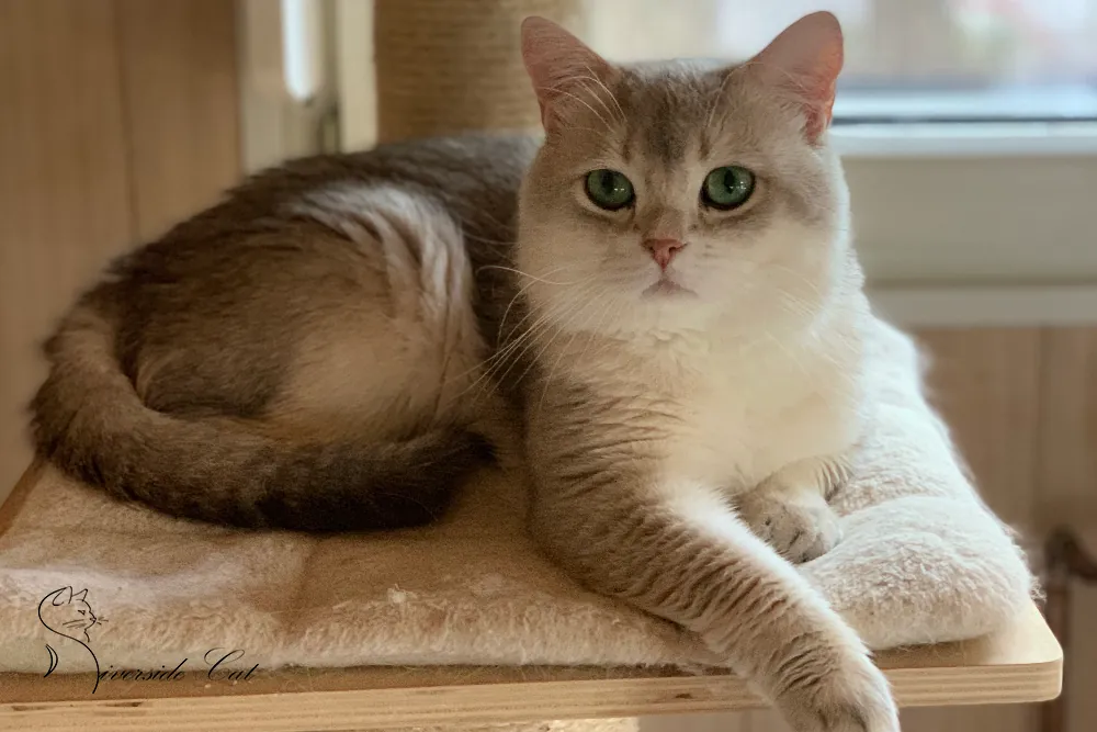 Brit macska - Blue Golden Shaded színnel