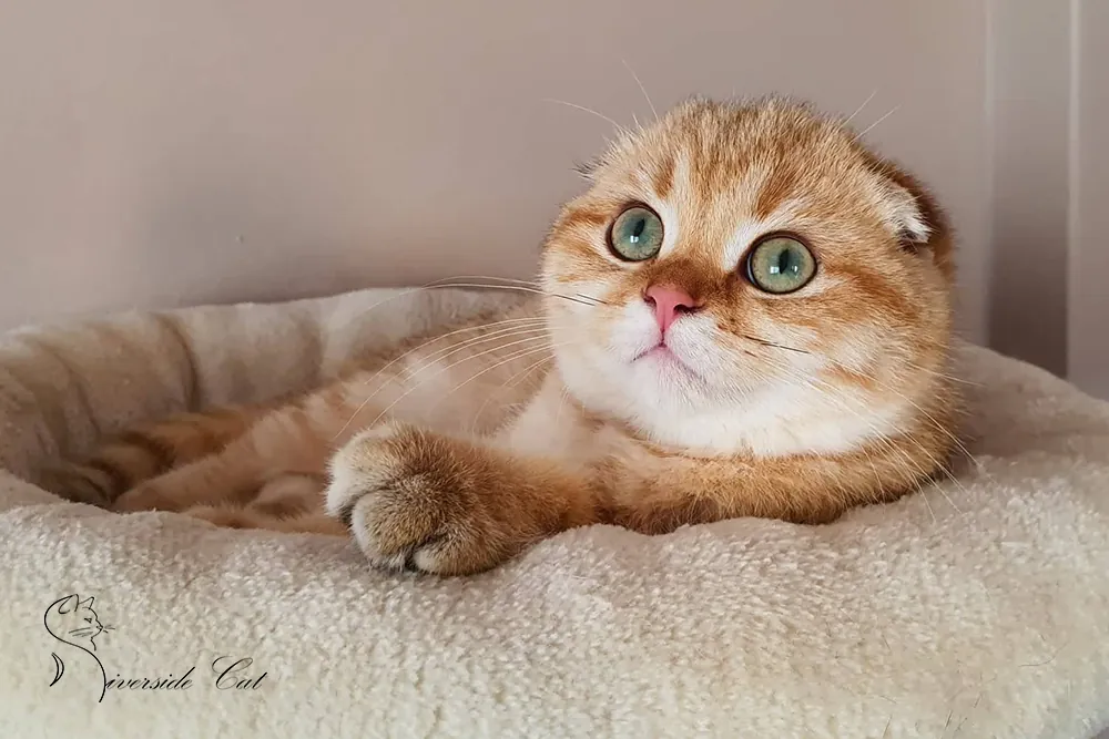 Skót lógófülű macska - Chocolate Golden Shaded színnel