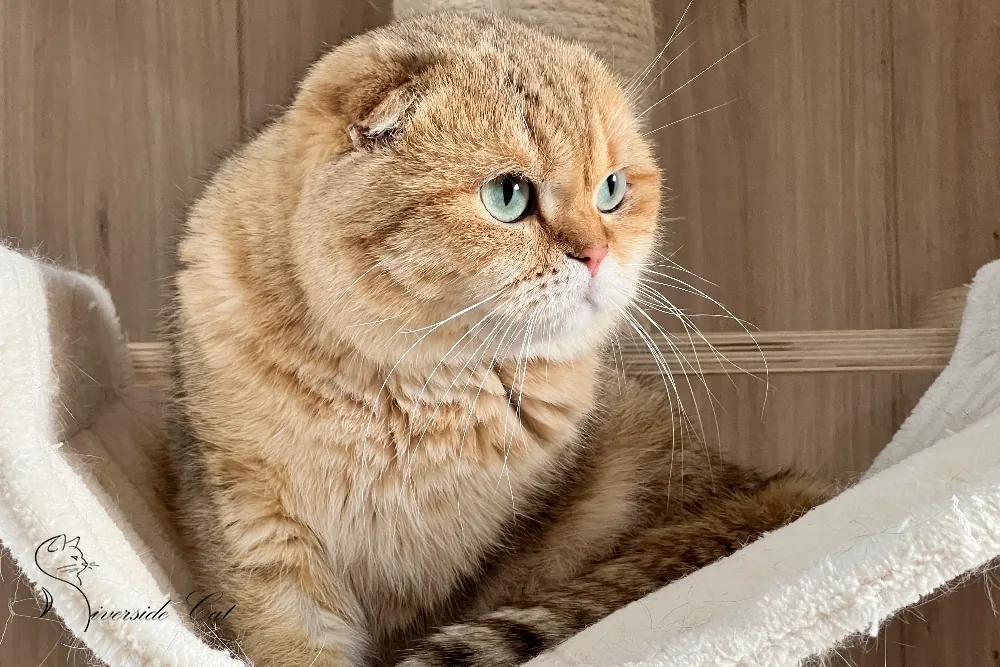 Skót lógófülű macska - Chocolate Golden Shaded színnel