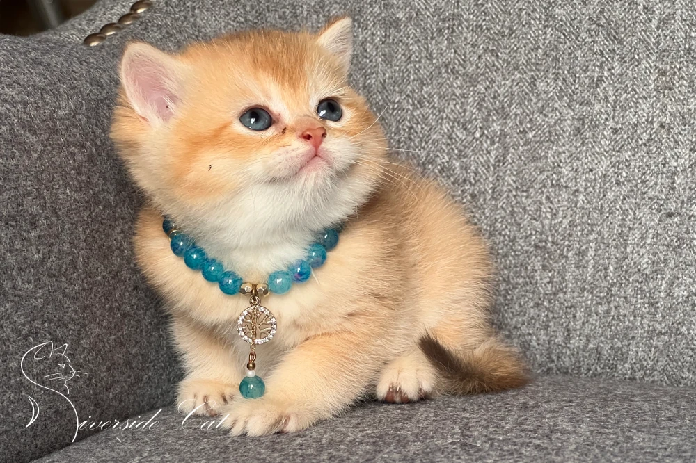 Skót állófülű macska - Chocolate Golden Shaded színnel