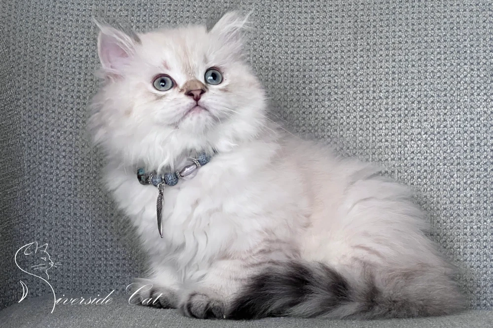Skót állófülű macska - Black Golden Tabby Point színnel