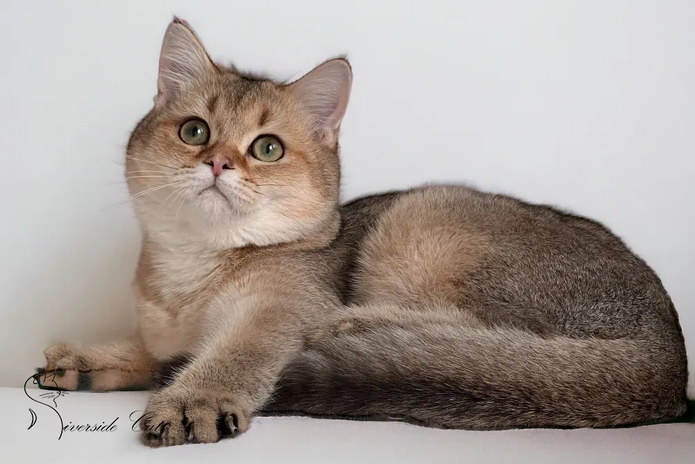 Skót állófülű macska - Black Golden Ticked Tabby színnel