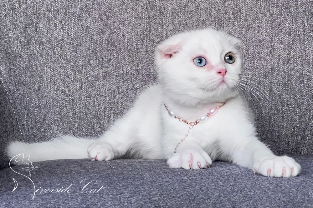 Skót lógófülű macska - White színnel