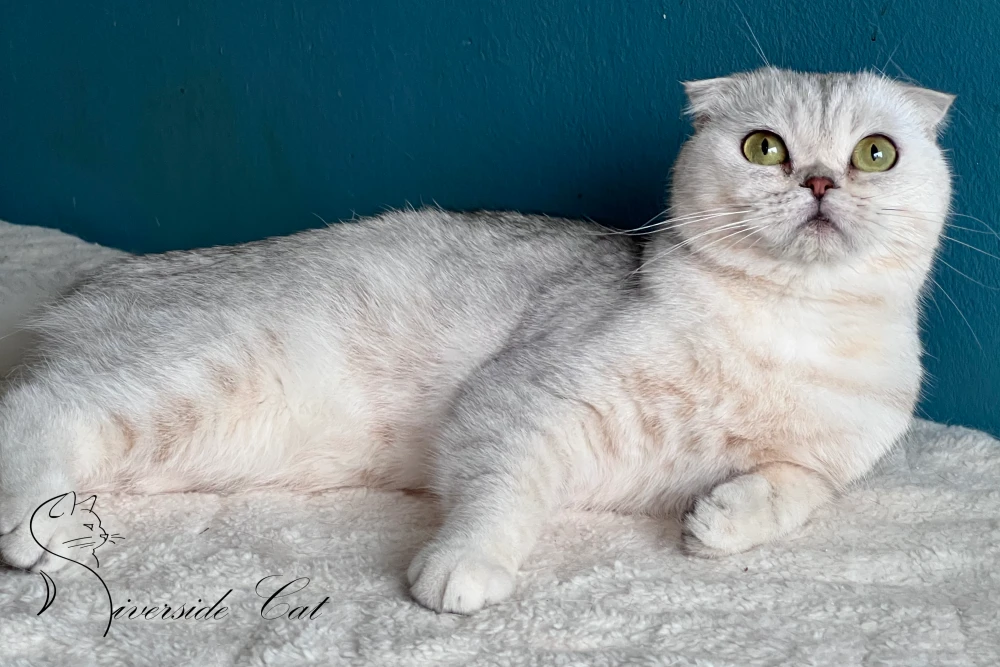 Skót lógófülű macska - Black Silver Shaded színnel