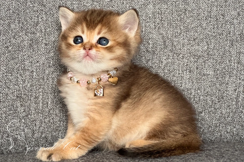 Skót állófülű macska - Chocolate Golden Ticked Tabby színnel