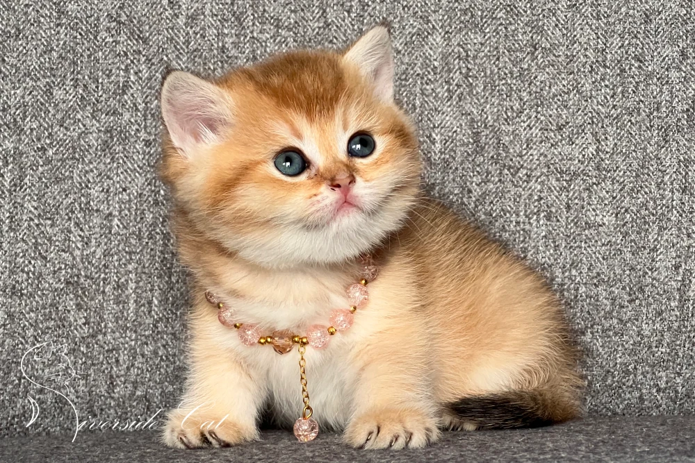 Skót állófülű macska - Black Golden Shaded színnel