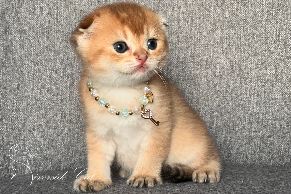 Skót lógófülű macska - Chocolate Golden Shaded színnel