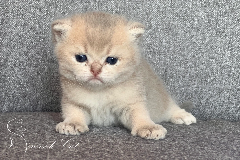 Brit rövidszőrű macska - Blue Golden Shaded színnel