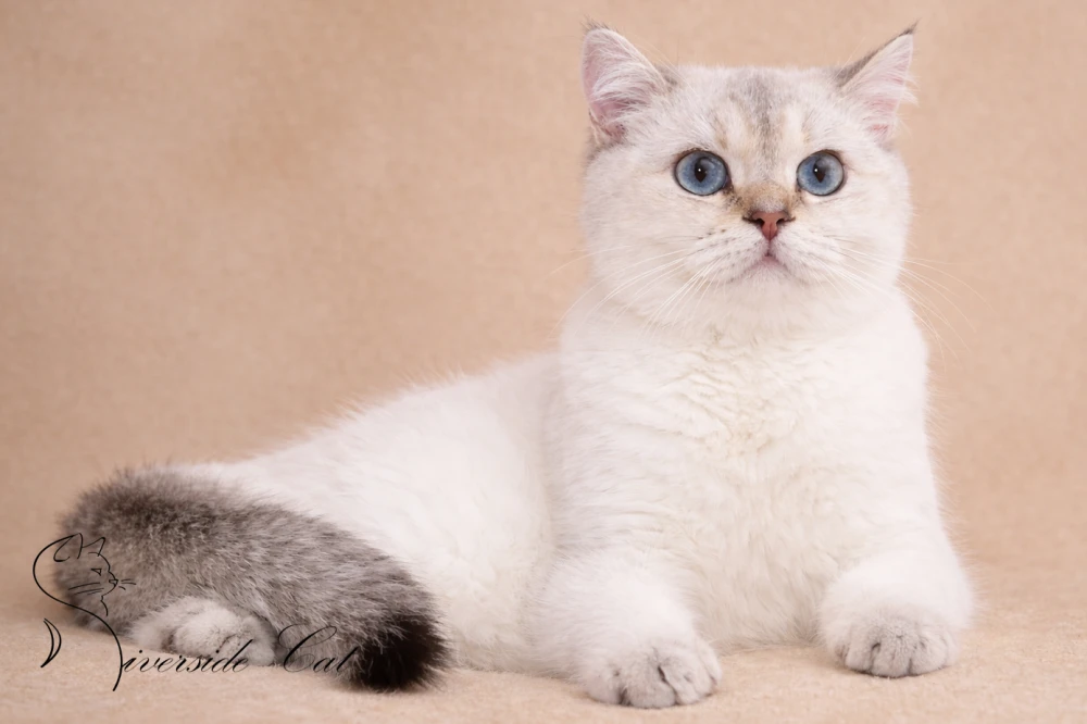 Skót állófülű macska - Black Golden Tabby Point színnel