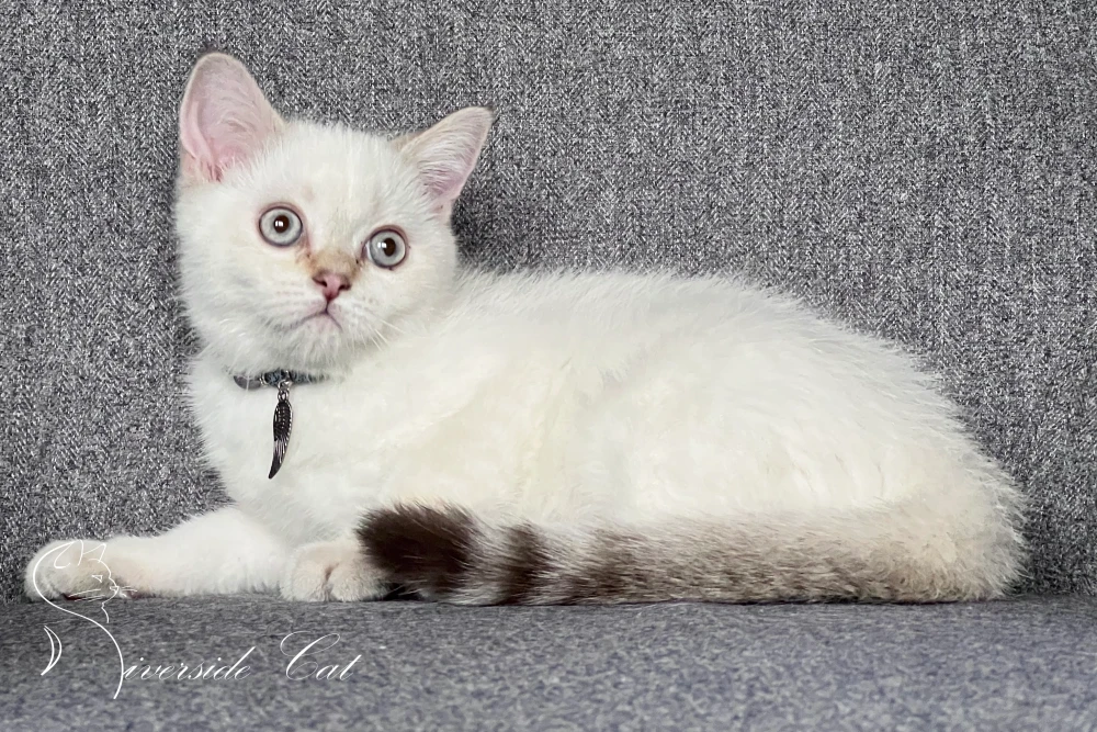 Skót állófülű macska - Chocolate Golden Tabby Point színnel