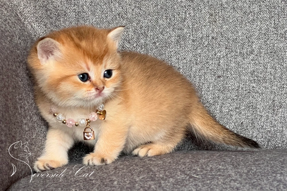 Skót állófülű macska - Black Golden Shaded színnel