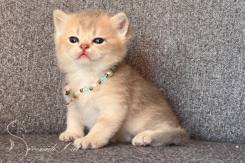 Brit rövidszőrű macska - Blue Golden Shaded színnel