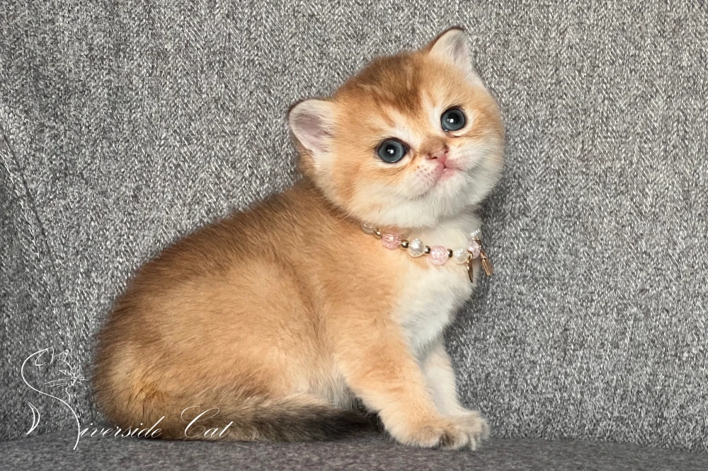 Skót állófülű macska - Chocolate Golden Shaded színnel