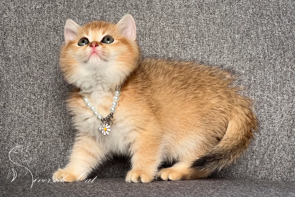 Skót állófülű macska - Black Golden Shaded színnel