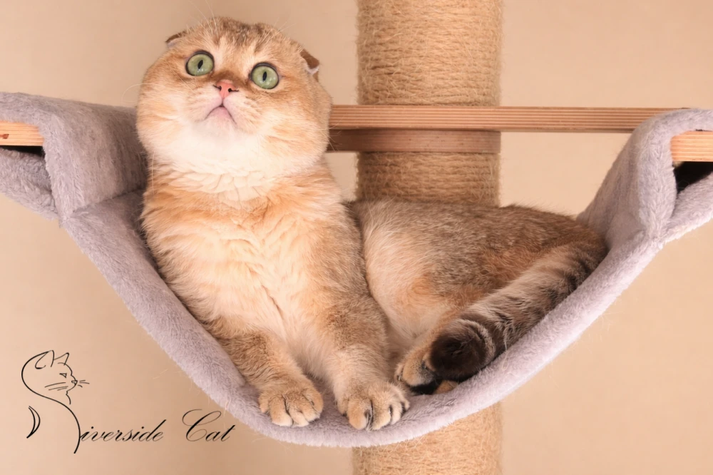 Skót lógófülű macska - Black Golden Shaded színnel