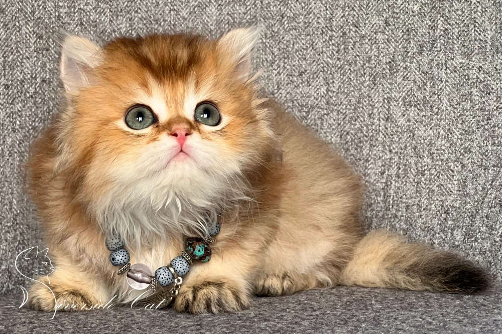 Brit hosszúszőrű macska - Black Golden Shaded színnel