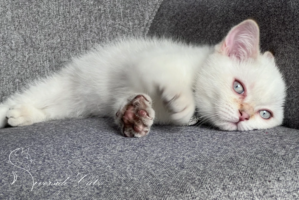 Skót állófülű rövidszőrű macska - Chocolate Golden Tabby Point színnel