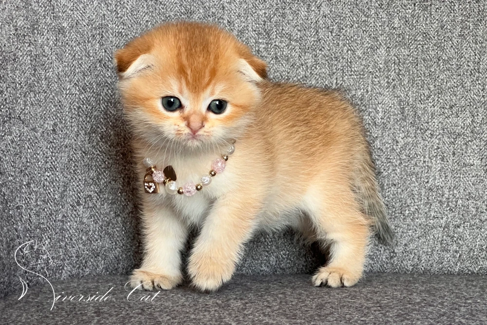 Skót lógófülű macska - Chocolate Golden Shaded színnel