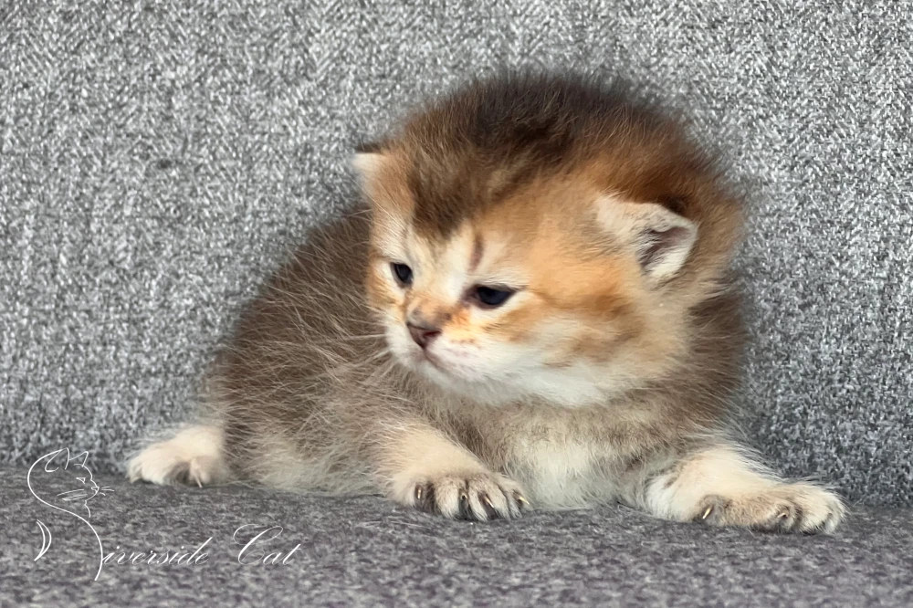 Brit rövidszőrű macska - Black Golden Shaded színnel