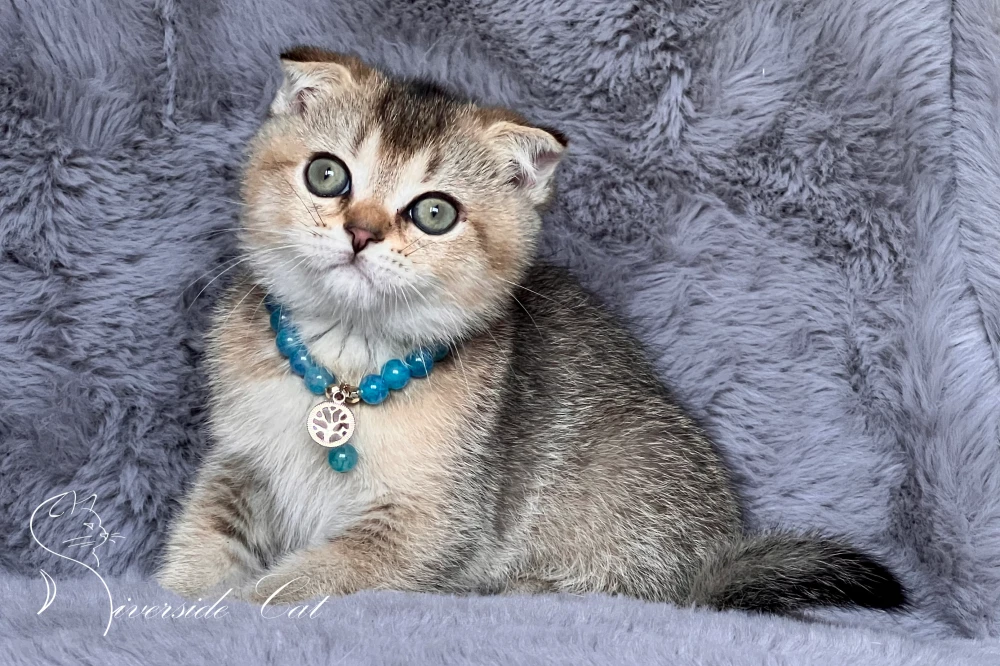 Skót lógófülű macska - Black Golden Ticked Tabby színnel