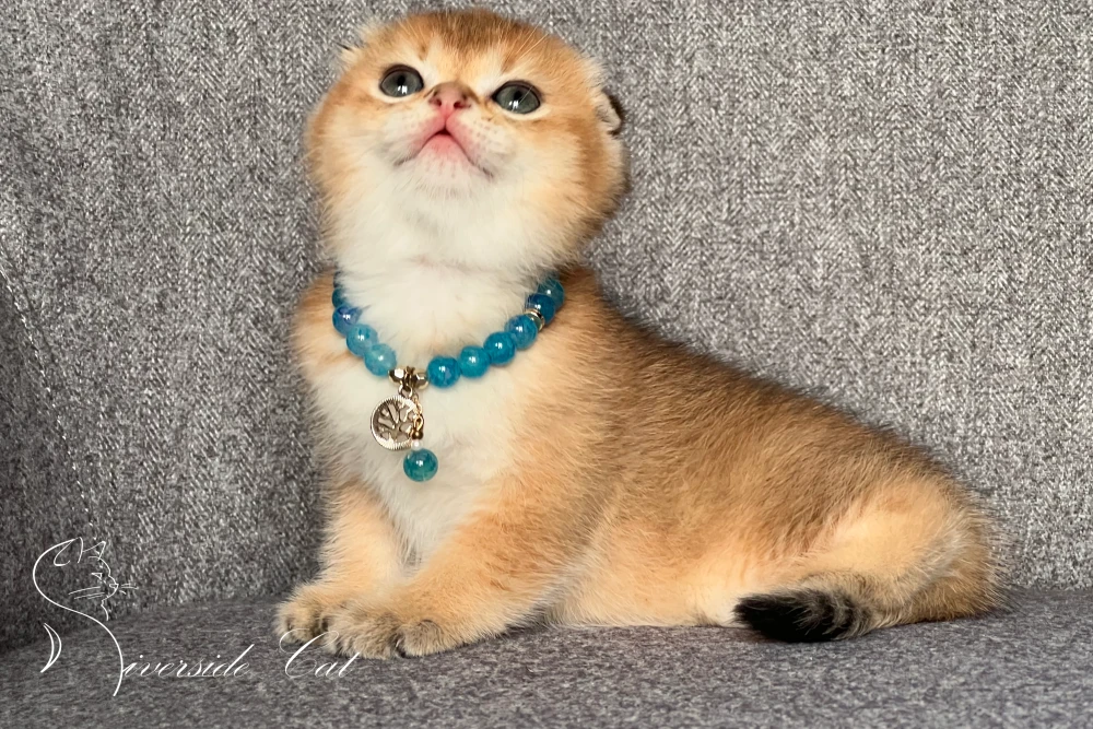 Skót lógófülű macska - Chocolate Golden Shaded színnel