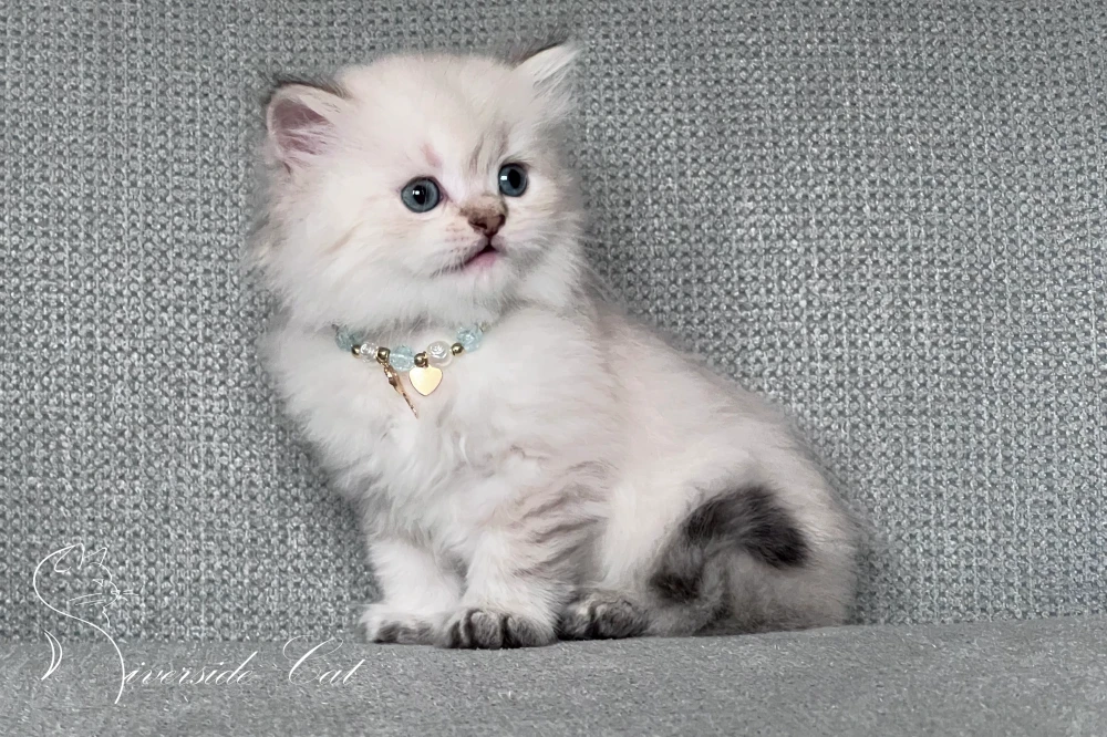 Skót állófülű macska - Black Golden Tabby Point színnel