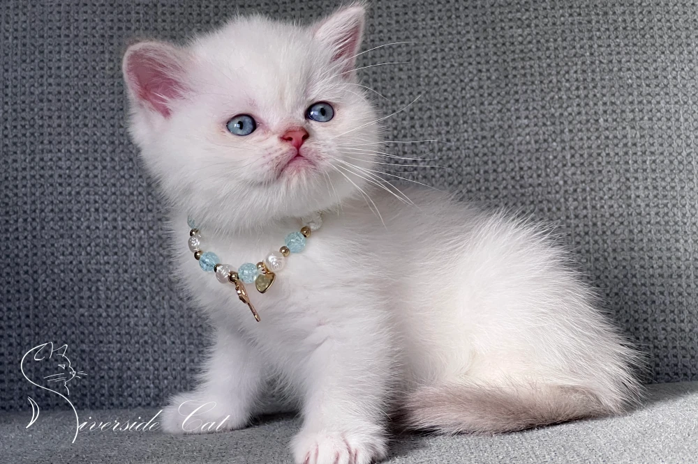 Skót állófülű macska - Lilac Golden Tabby Point színnel