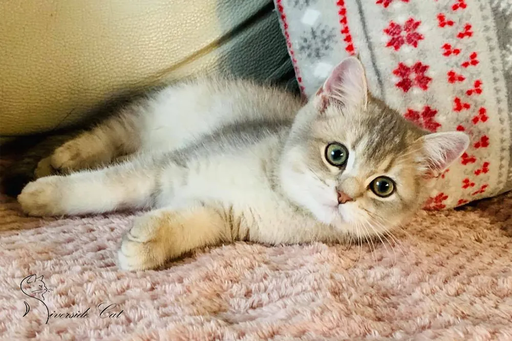 Skót állófülű macska - Blue Golden Shaded színnel