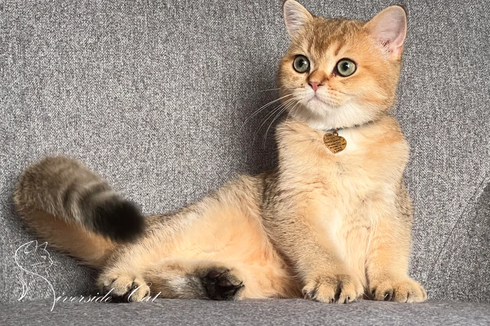 Skót állófülű macska - Black Golden Shaded színnel