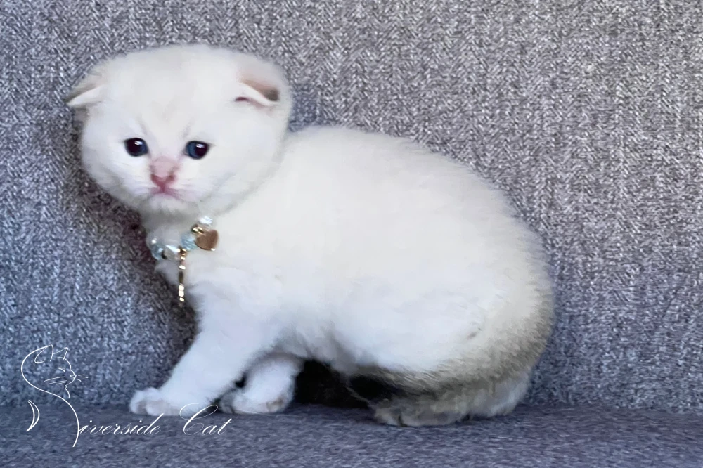 Skót lógófülű macska - Black Golden Shaded Point színnel