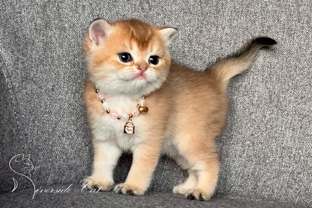 Skót állófülű macska - Chocolate Golden Shaded színnel