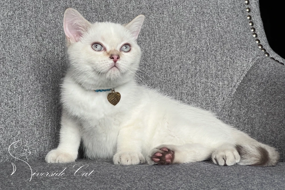 Skót állófülű rövidszőrű macska - Chocolate Golden Tabby Point színnel
