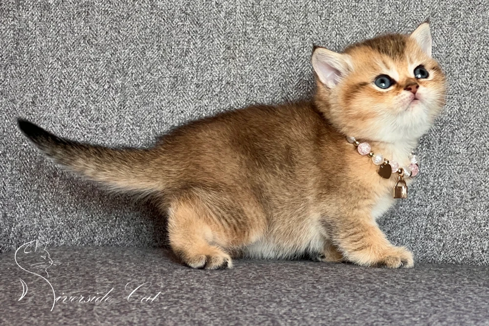 Skót állófülű macska - Black Golden Shaded színnel