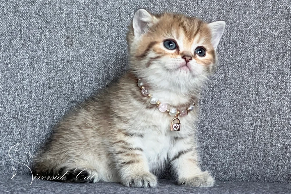 Brit rövidszőrű macska - Black Golden Mackerel Tabby színnel