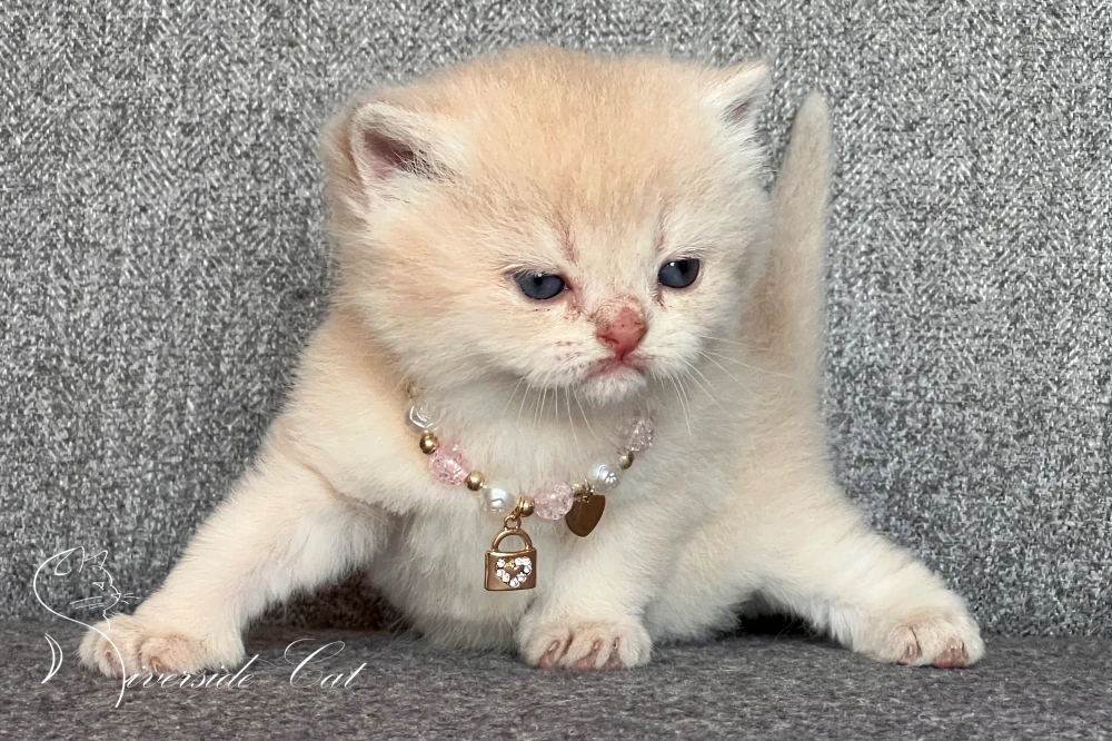 Skót állófülű macska - Lilac Golden Shaded színnel