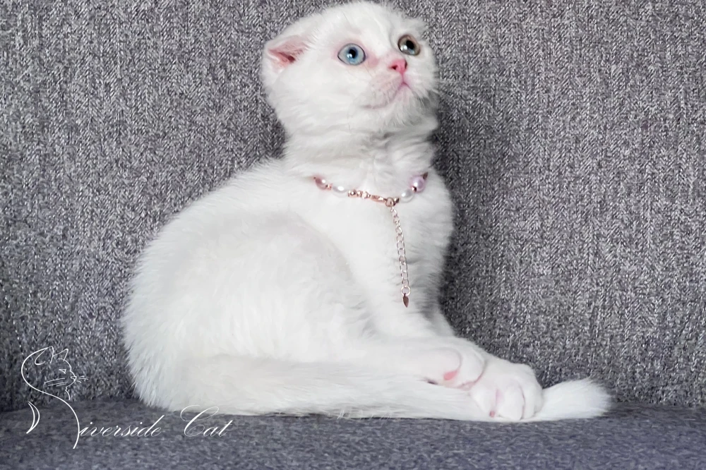 Skót lógófülű macska - White színnel