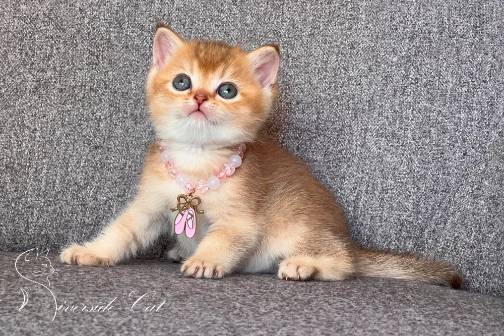 Skót állófülű macska - Black Golden Shaded színnel