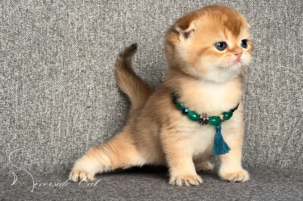 Skót lógófülű macska - Chocolate Golden Shaded színnel