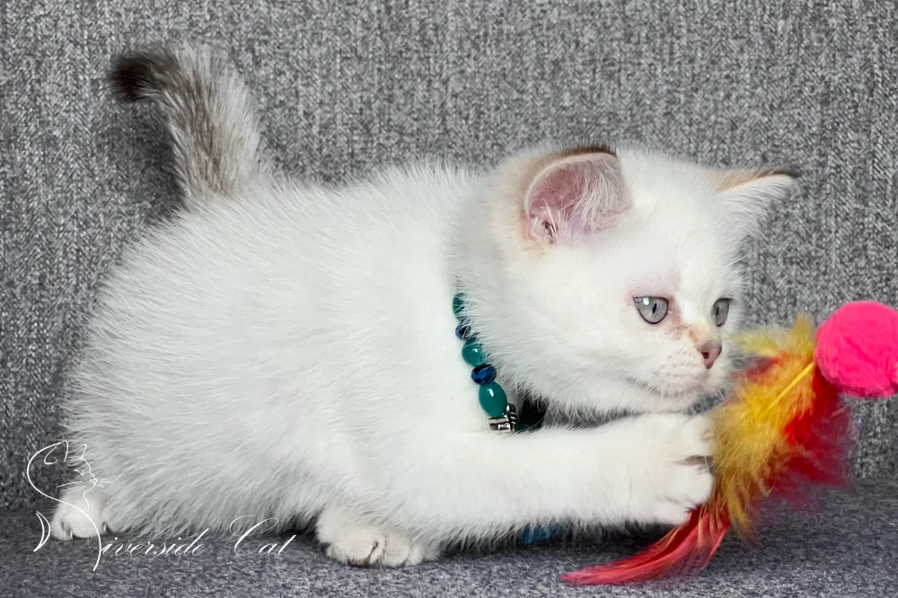 Skót állófülű macska - Chocolate Golden Tabby Point színnel