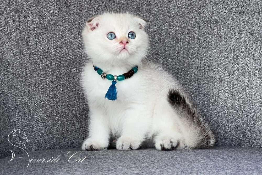 Skót lógófülű macska - Black Golden Tabby Point színnel