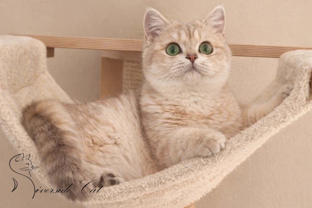 Skót állófülű macska - Lilac Golden Shaded színnel