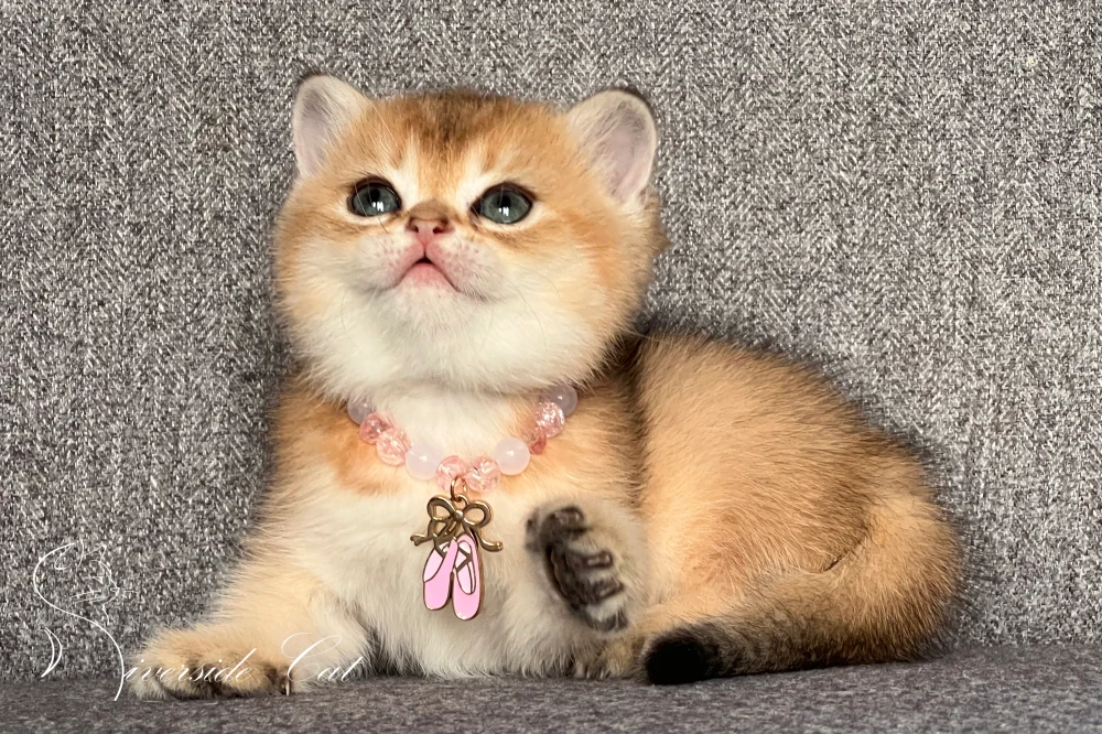 Skót állófülű macska - Chocolate Golden Shaded színnel