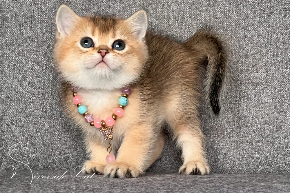 Brit macska - Black Golden Shaded színnel