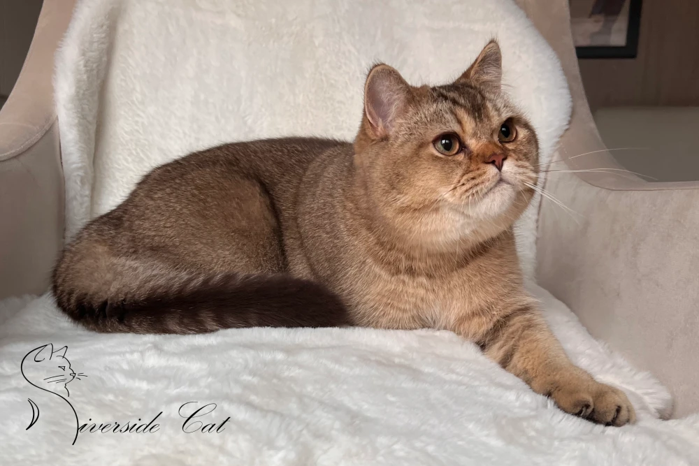 Skót állófülű macska - Chocolate Ticked Tabby színnel