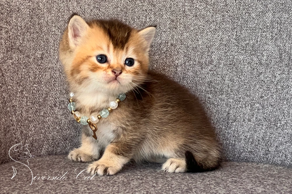 Brit rövidszőrű macska - Black Golden Shaded színnel