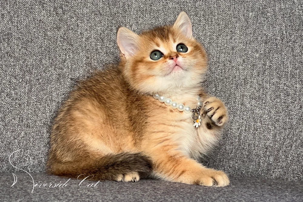 Skót állófülű macska - Chocolate Golden Ticked Tabby színnel