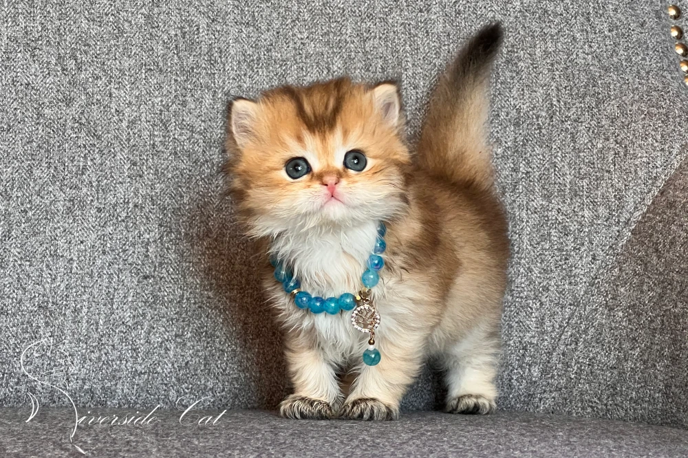 Brit hosszúszőrű macska - Black Golden Shaded színnel