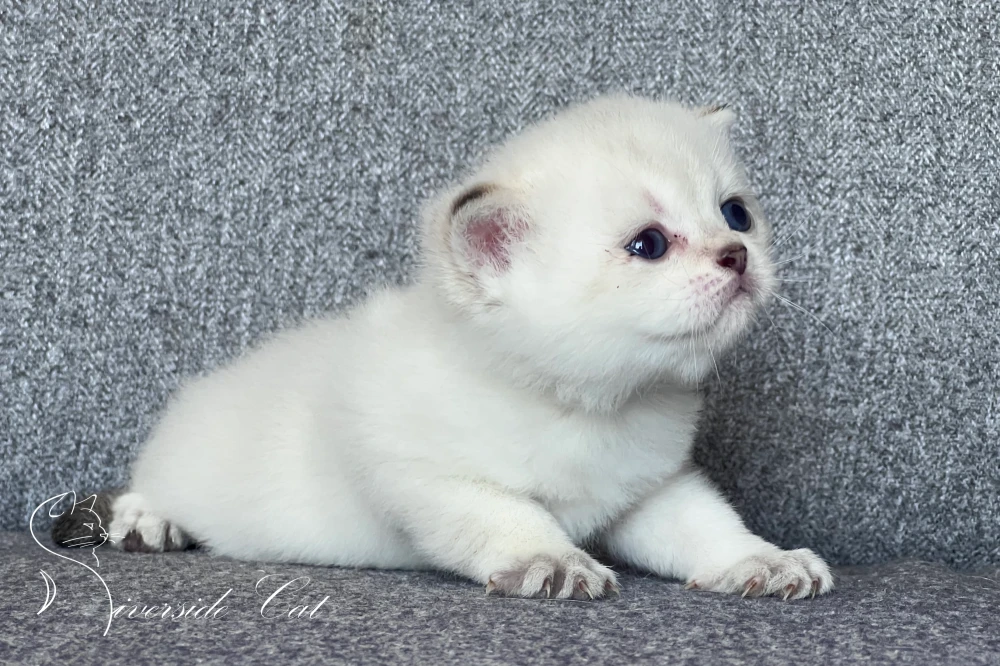 Brit rövidszőrű macska - Black Golden Shaded Point színnel